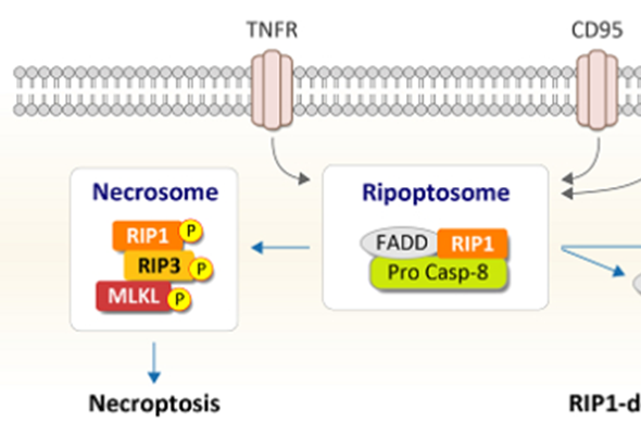koma-ripoptosome_necrosome_antibody_panels.png