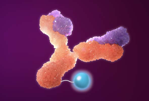 antibody-protein-labeling.jpg