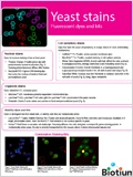 Yeast Stains 이미지