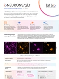 Human-Induced Glutamatergic Neurons 이미지