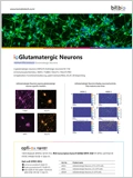 Opti-ox 기술을 이용한 Human iPSC-derived cells 이미지