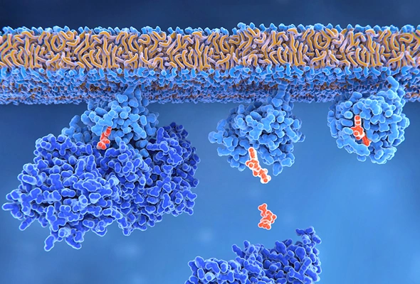 Enzyme Protein 이미지