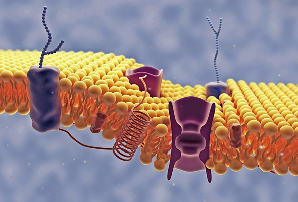 Receptor signaling을 위한 GPCR Cell Lines 이미지