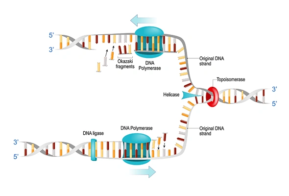 Topoisomerase Enzyme 이미지