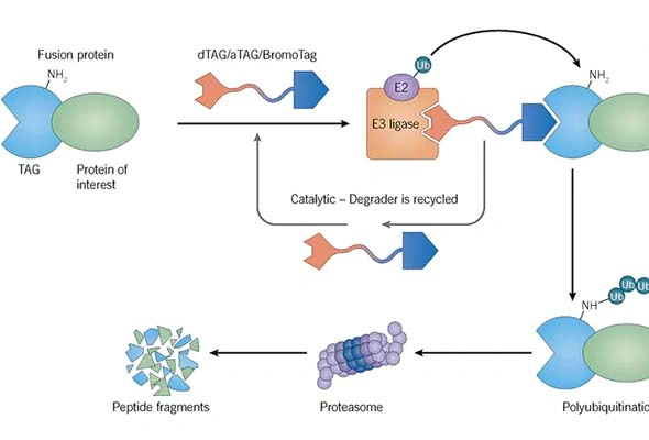 dTAG, aTAG, BromoTAG degrader 이미지