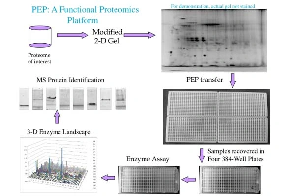 Protein Elution Plate (PEP) Assay Kit 이미지