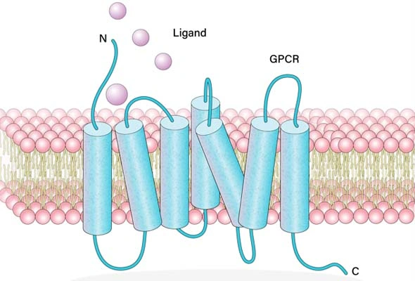 GPCR 분석 서비스 | GPCR Screening and Profiling Services 이미지