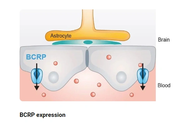 PreadyPort-BCRP | BBB Assay 이미지