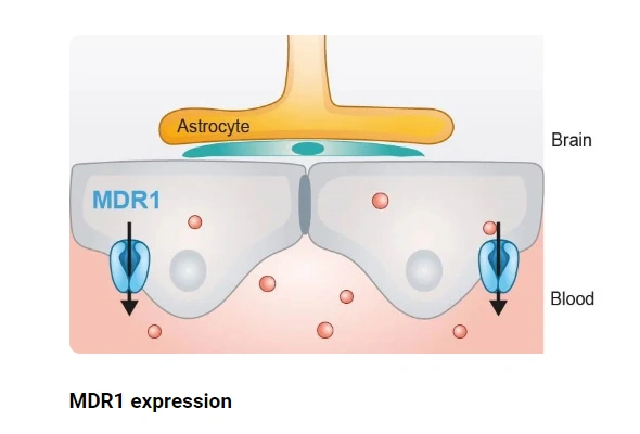 PreadyPort-MDR1 | BBB Assay 이미지