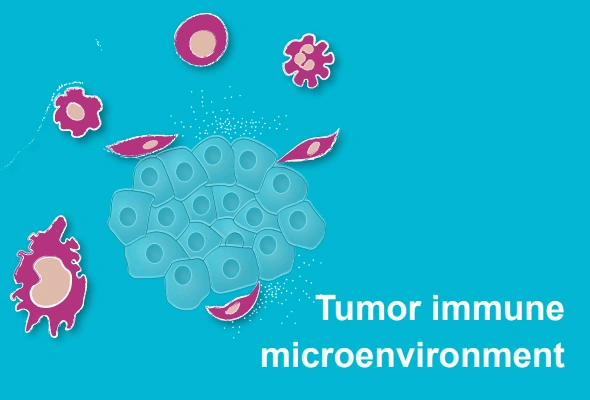 종양면역미세환경 | Tumor Immune Microenvironment (TIME) Antibody Panel 이미지