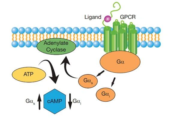 HitHunter cAMP Assay 이미지