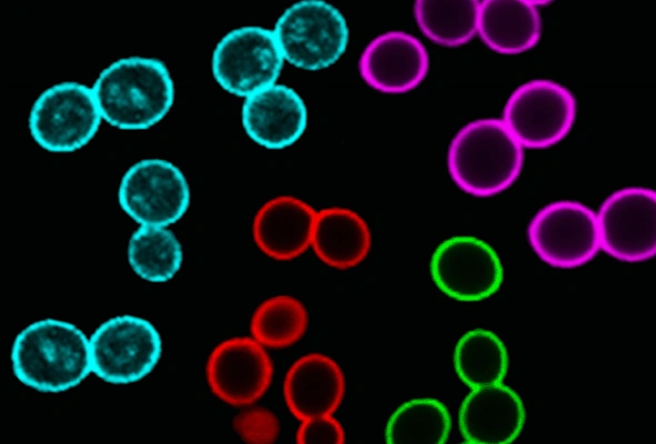 효모세포 염색 | Yeast Viability Staining Kit 이미지