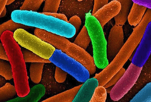 살아있는 미생물 정량 | Bacteria Viability PCR 이미지