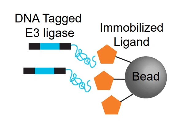 PROTAC 서비스 | E3scan™ Ligand Binding Assay 서비스 이미지