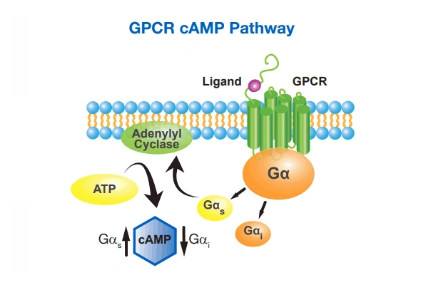 cAMP Hunter eXpress GPCR Assay (cAMP level 측정) 이미지