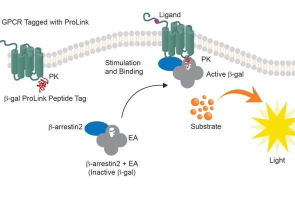 PathHunter eXpress GPCR β-Arrestin Assay (β-Arrestin 분석) 이미지