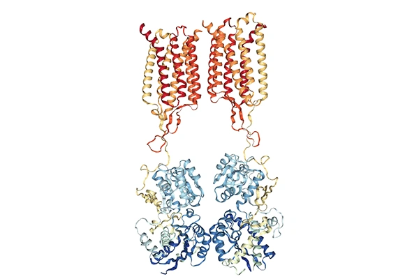 GABA 수용체 연구 | GPCR GABA Receptor Agonist & Antagonist 이미지