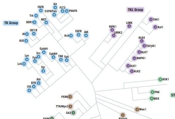 Protein Kinase Inhibitors & Activators 이미지