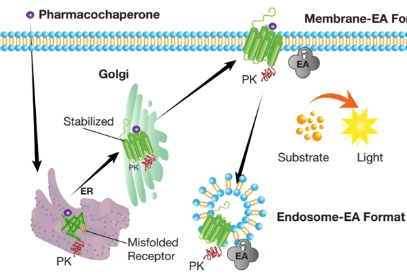 PathHunter Pharmacotrafficking Assay (Pharmacochaperone 분석) 이미지