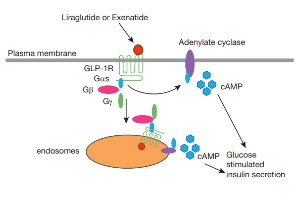 cAMP Hunter Bioassay Kit 이미지