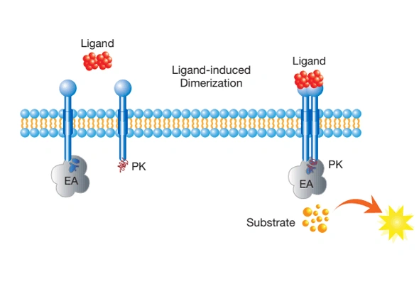 PathHunter eXpress Receptor Dimerization Assays 이미지