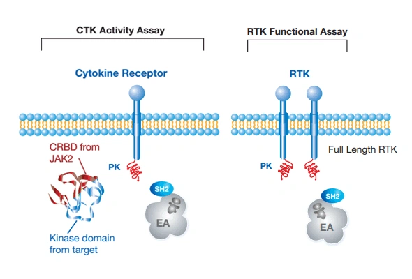 Receptor Tyrosine Kinase Assay | Cytosolic Tyrosine Kinase Assay 이미지