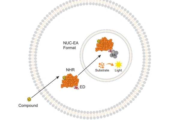 PathHunter eXpress Nuclear Translocation Assay 이미지