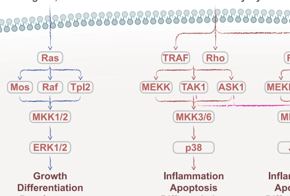 MAPK Signaling Antibody 이미지