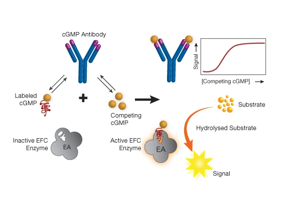 HitHunter cGMP Assay 이미지