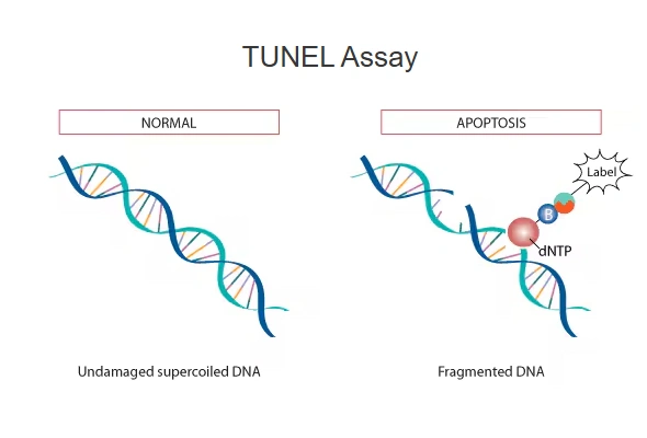 TUNEL Assay | In Situ Apoptosis Detection 이미지