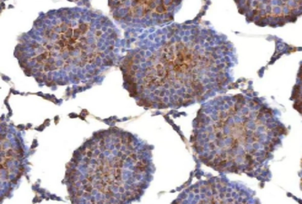 Myo-Inositol Assay 이미지