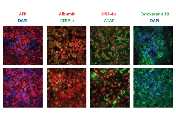 Stem Cell  분화 및 검증 Kit 이미지