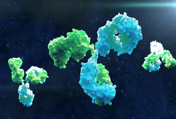 유세포 분석용 CF dye Antibody 이미지