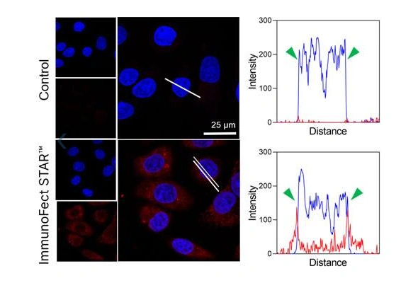 ImmunoFect STAR™ Antibody Transfection Reagent 이미지