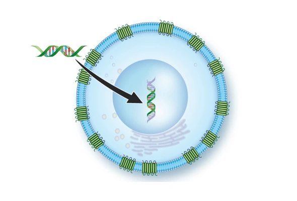 MULTISCREEN GPCR Cell lines & Assay Ready Cells 이미지