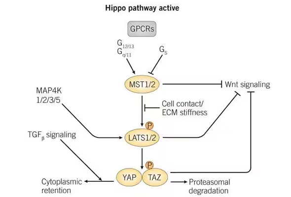 Hippo & YAP/TAZ Signaling Small molecules 이미지