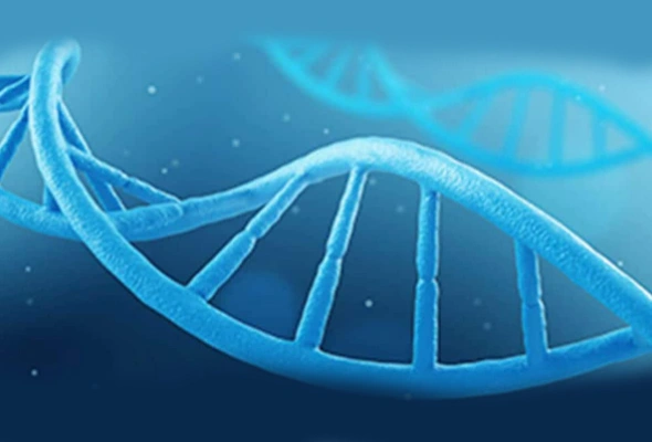 GMP Lentiviral Packaging Plasmids 이미지