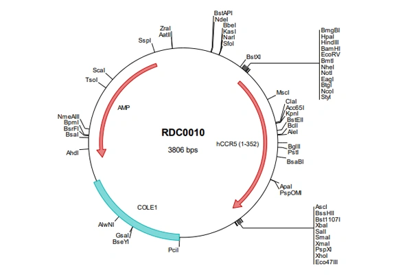 [R&D Systems] cDNA clones 이미지