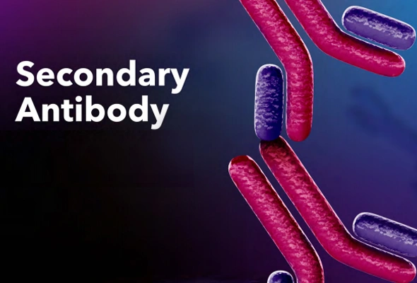 [R&D Systems] Fluor-labeled Secondary Antibody | 형광 2차항체 이미지