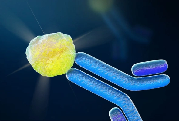 [R&D Systems] Flow cytometry antibody | 형광 1차항체 이미지