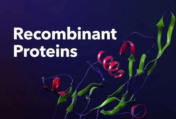[R&D Systems] Organoid 배양 Recombinant Proteins 이미지