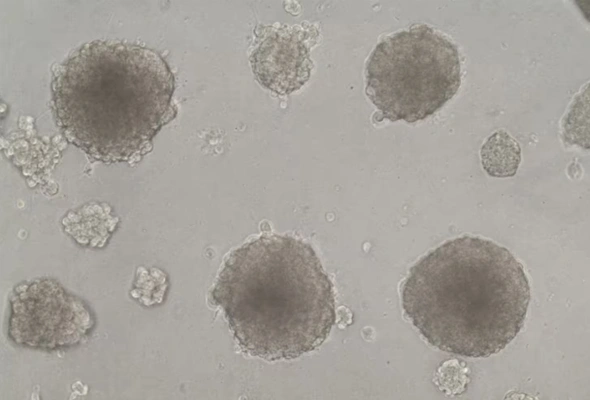 [R&D Systems] TACS MTT Cell Proliferation Assay 이미지