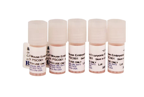 [R&D Systems] Irradiated Mouse Embryonic Fibroblasts (MEF)와 media 이미지