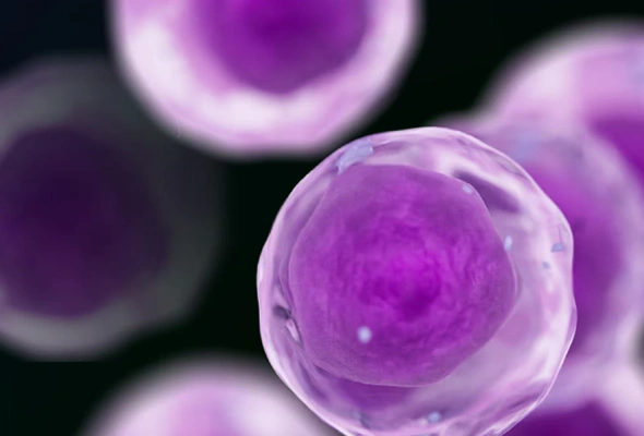[R&D Systems] Stem Cell Culture Proteins 이미지