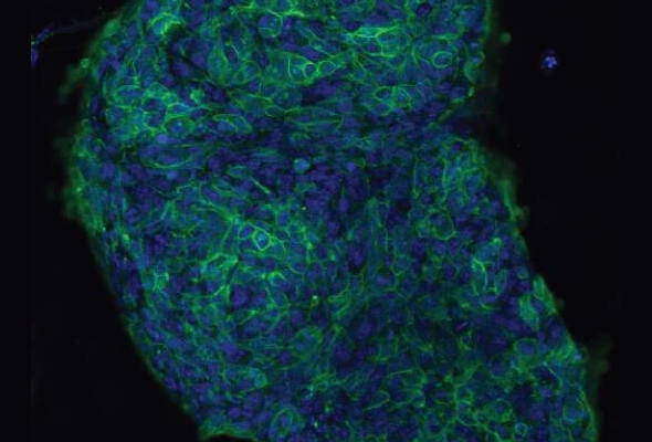 [R&D Systems] GloLIVE™ Antibodies 이미지