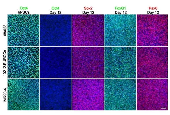 [R&D Systems] Pluripotent Stem Cell Transcription Factors 이미지