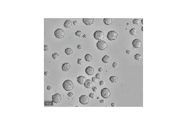 [R&D Systems] StemXVivo Serum-Free Tumorsphere Media 이미지