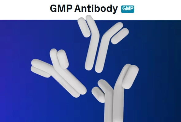 [R&D Systems] CD3, CD28 GMP Antibodies 이미지