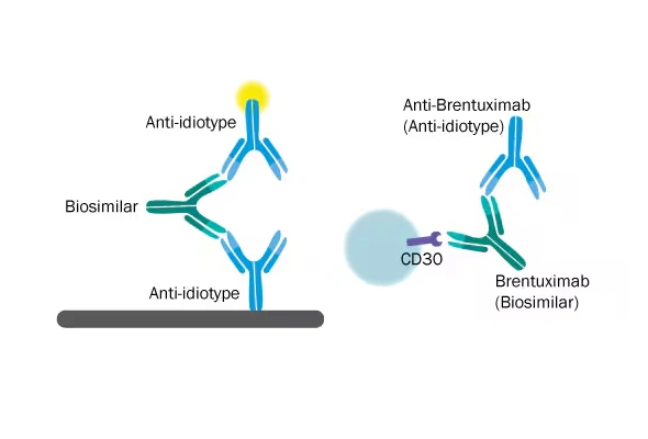 [R&D Systems] Anti-Idiotype Antibodies | 항이디오타입 항체 이미지