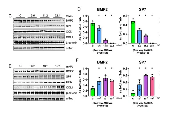 Bone Remodeling Antibody & ELISA Kits 이미지